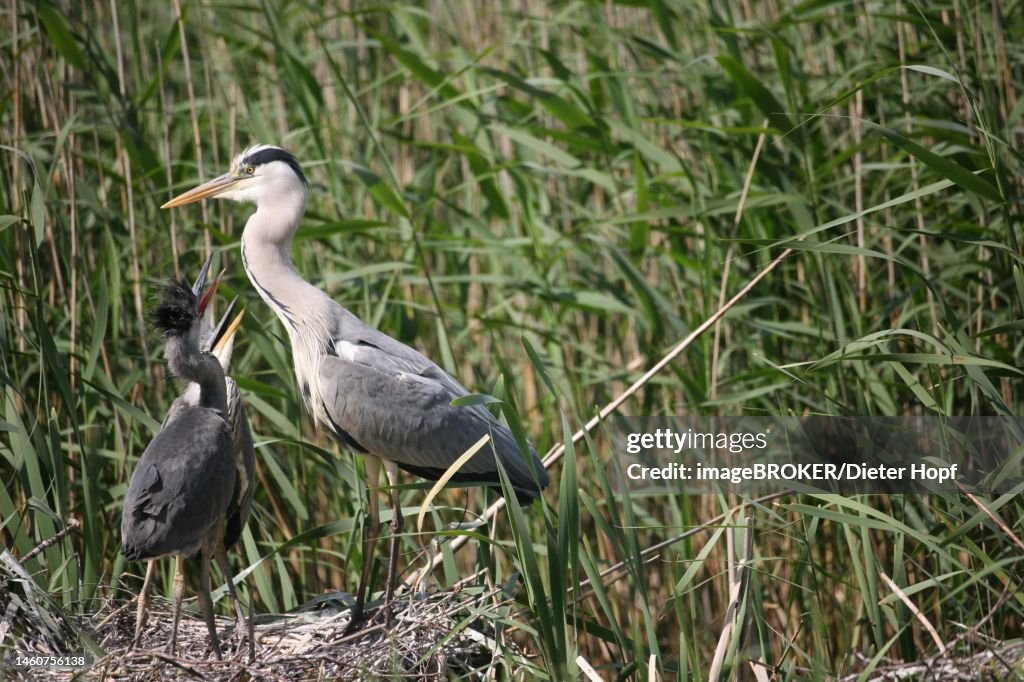Grey heron (Ardea cinerea) Old bird with almost fledged young in ground nest in reeds, Mecklenburg-Western Pomerania, Germany