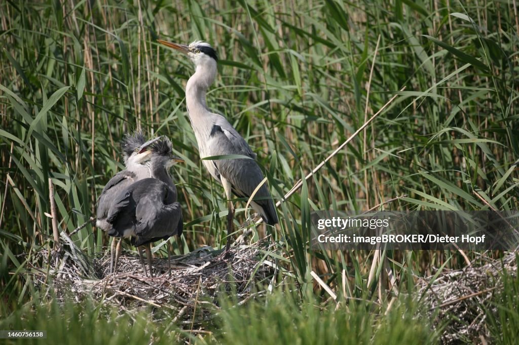 Grey heron (Ardea cinerea) Old bird with almost fledged young in ground nest in reeds, Mecklenburg-Western Pomerania, Germany