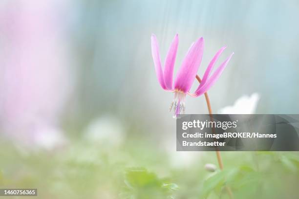 delicate flowering dog's tooth violet (erythronium dens-canis) with bokeh, styria, austria - erythronium dens canis stock pictures, royalty-free photos & images