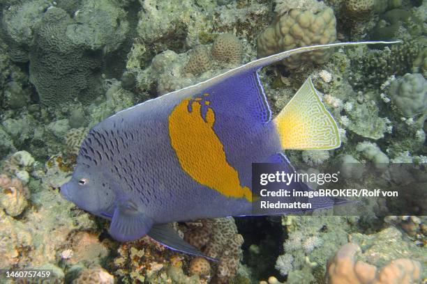halfmoon angelfish (pomacanthus maculosus) . dive site house reef, mangrove bay, el quesir, red sea, egypt - yellowbar angelfish stock illustrations
