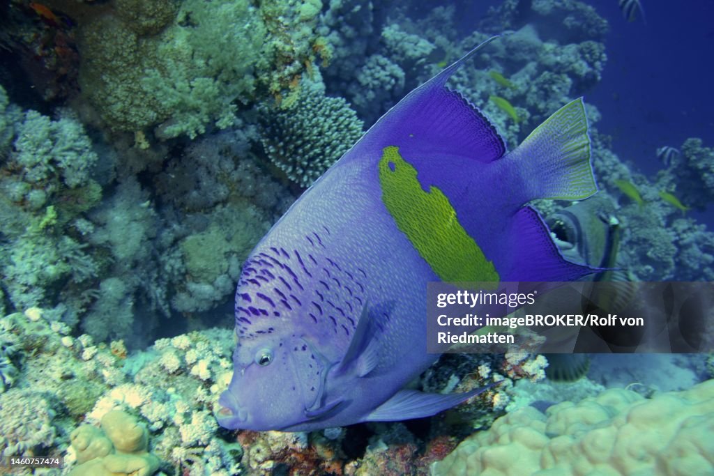 Halfmoon angelfish (Pomacanthus maculosus) . Dive site Strait of Tiran, Sinai, Egypt, Red Sea