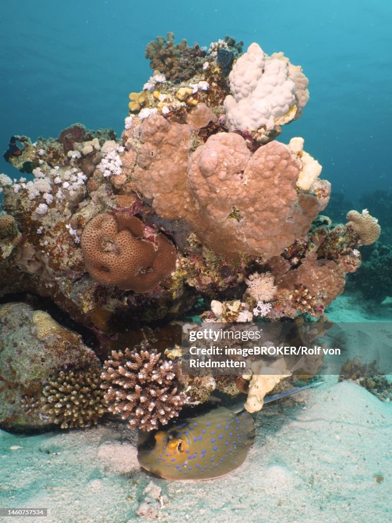 Bluespotted ribbontail ray (Taeniura lymma) under small polyp stony coral (Acropora) . Dive site House Reef, Mangrove Bay, El Quesir, Red Sea, Egypt