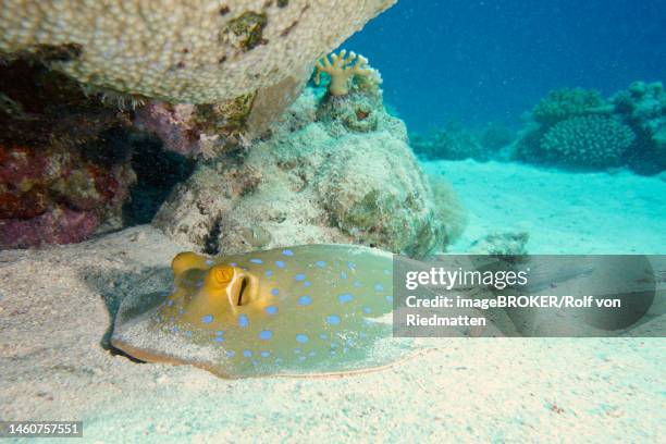 bluespotted ribbontail ray (taeniura lymma) in the sand. dive site marsa shona reef, egypt, red sea - bluespotted ribbontail ray stock illustrations