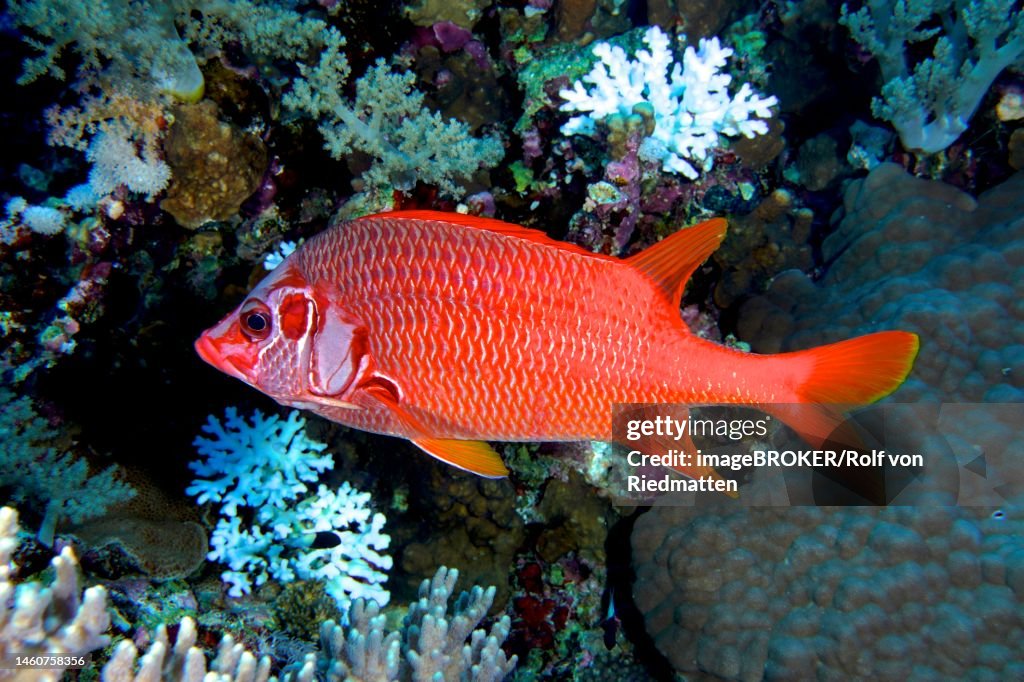 Sabre squirrelfish (Sargocentron spiniferum) . Dive site Daedalus Reef, Egypt, Red Sea