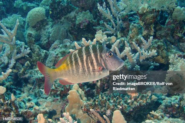 mahsena road sweeper (lethrinus mahsena) bonefish. dive site house reef, mangrove bay, el quesir, red sea, egypt - lethrinus stock illustrations
