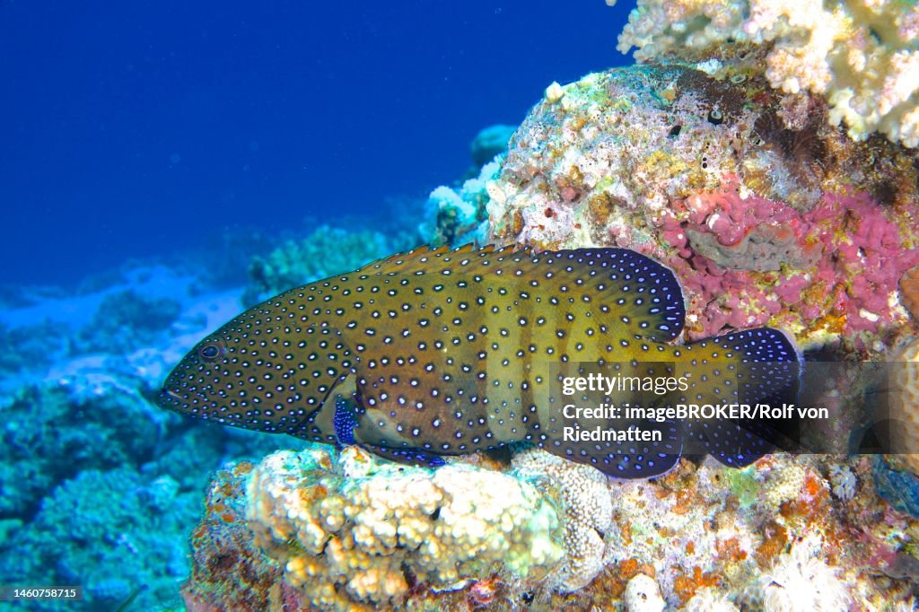 Bluespotted grouper (Cephalopholis argus) . Dive site Marsa Shona Reef, Egypt, Red Sea
