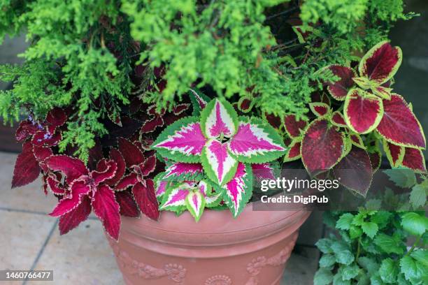 coleus - coleus stock pictures, royalty-free photos & images