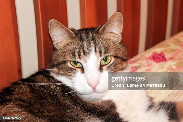 domestic tabby grey white cat green eyes lying relaxed on bed and looking at camera - mongrel cat stock pictures, royalty-free photos & images