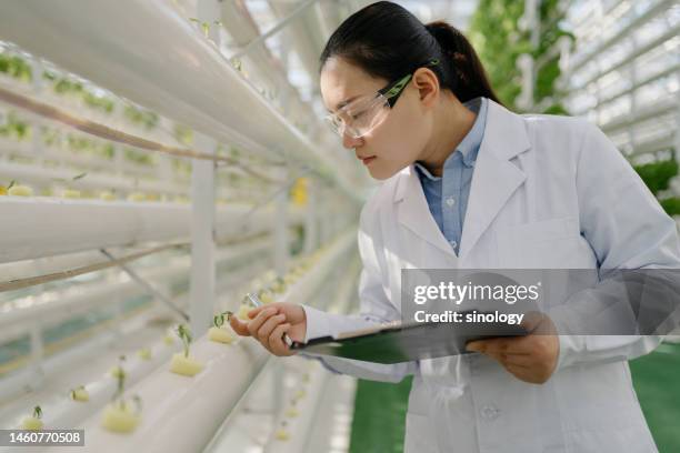 farmers are checking soilless cultivation in a greenhouse - botanist stockfoto's en -beelden