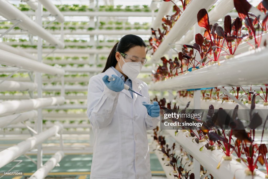 Agricultural scientists are doing genetically modified experiments in the laboratory