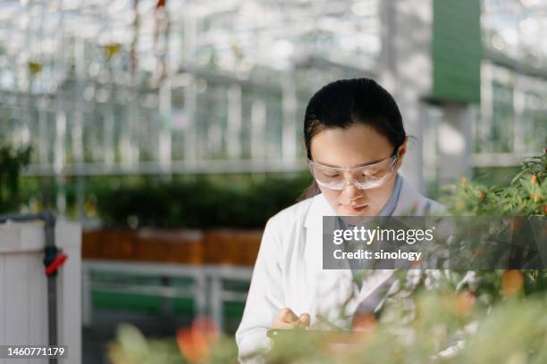 agricultural scientists check the growth of peppers in the greenhouse - agriculture research stock pictures, royalty-free photos & images