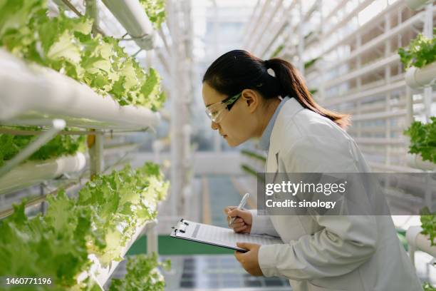 engineers are inspecting soilless vegetable greenhouses - mint leaves stock-fotos und bilder