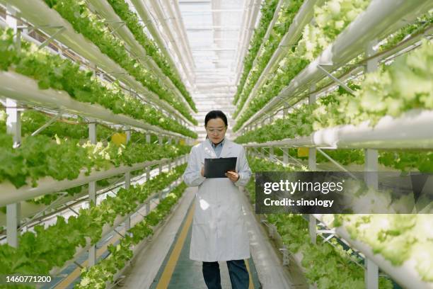 engineers are inspecting soilless vegetable greenhouses - agriculture innovation stock-fotos und bilder