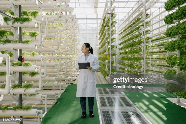 genetically modified scientists are working in vegetable greenhouses - life science stock-fotos und bilder