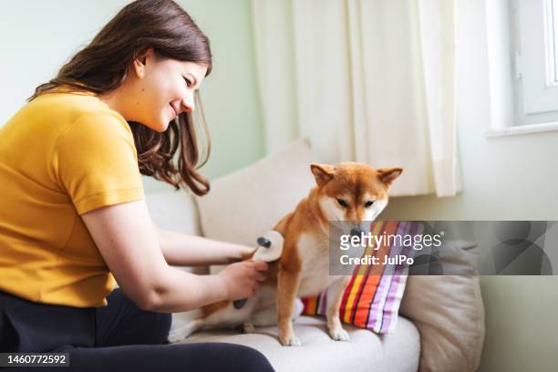 young woman combing her dog - combing stockfoto's en -beelden