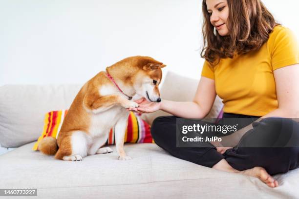 dog giving paw to its owner - shiba inu adult stock pictures, royalty-free photos & images