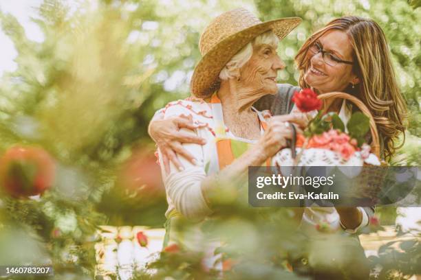 in the garden - garden spring flower bildbanksfoton och bilder