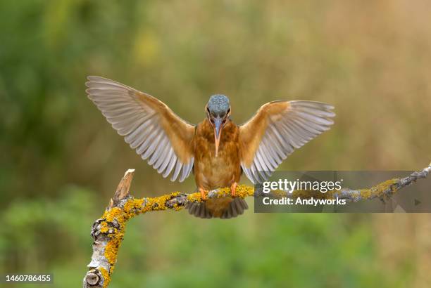 eisvogel (alcedo atthis) - gespreizte flügel stock-fotos und bilder