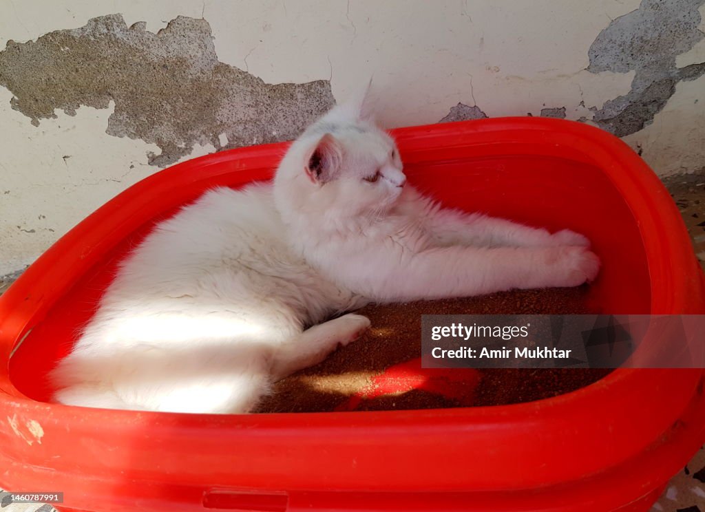 Turkish Angora cat sitting in litter tray.