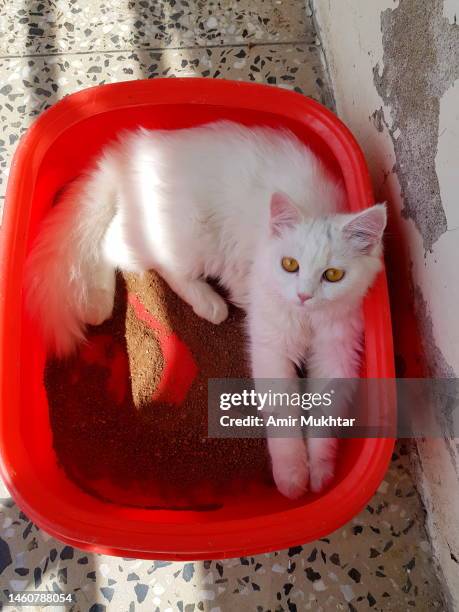 turkish angora cat sitting in litter tray. - cat litter stock pictures, royalty-free photos & images