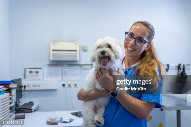 examen del perro en la clínica veterinaria. - animal abdomen fotografías e imágenes de stock