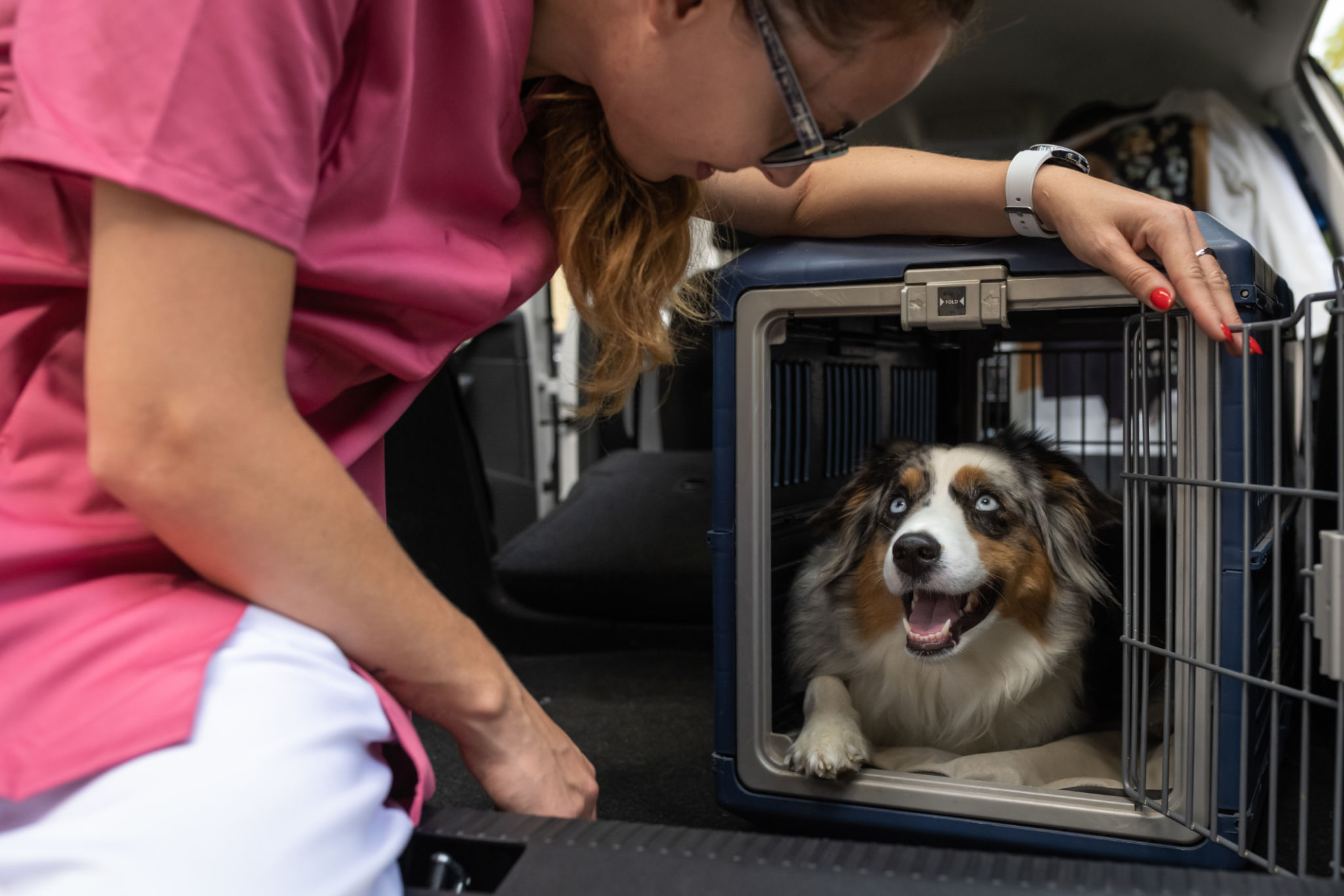 Transporting a dog in a dog cage in the car Transporting a dog in a dog cage in the car
