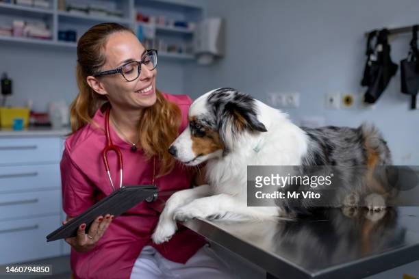dog being examined by a veterinarian - agricultural occupation stock pictures, royalty-free photos & images