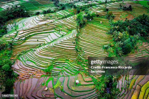 rice terrace from above at sunset. - jatiluwih rice terraces stock pictures, royalty-free photos & images
