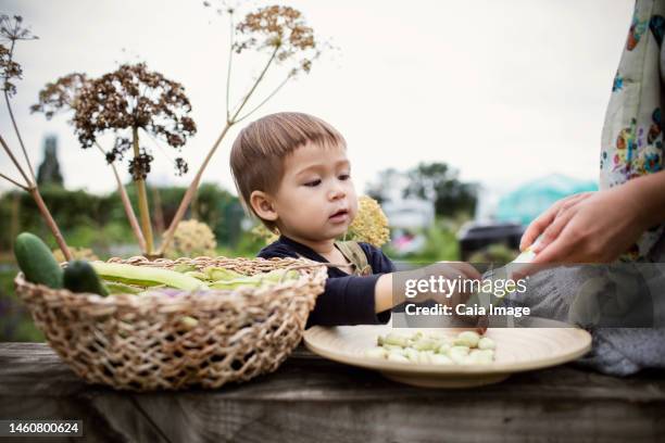 toddler boy shelling butter beans in garden - chinese eating backyard stock pictures, royalty-free photos & images