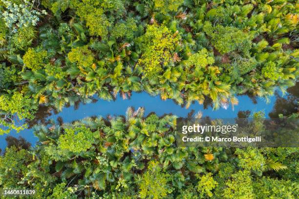 small canal among lush mangrove forest - altwasser wasser stock-fotos und bilder
