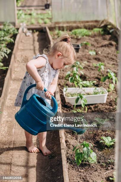 a little girl is engaged in gardening in a home greenhouse. growing homemade vegetables. the concept of helping parents, independence, respect for nature and organic nutrition - garden tools stock pictures, royalty-free photos & images