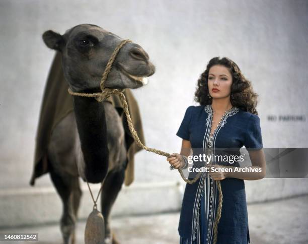 American actress Gene Tierney posing with a camel in a promotional portrait for 'Sundown', 1941.