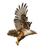 Isolated hawk in flight