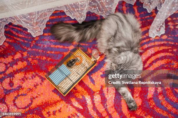 domestic gray cat plays with a cage with a hamster - hamster cage stock pictures, royalty-free photos & images