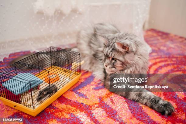 domestic gray cat plays with a cage with a hamster - hamster cage stock pictures, royalty-free photos & images