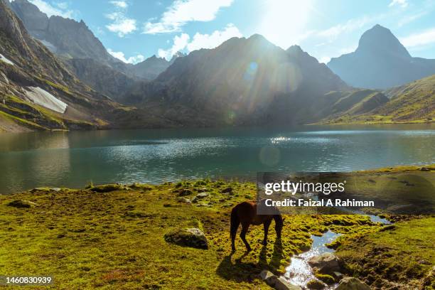 cavalo no lago vishansar - vale de caxemira - fotografias e filmes do acervo
