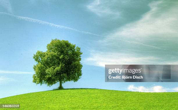 lonely tree - einzelner baum stock-fotos und bilder