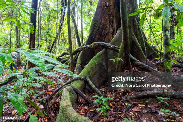 shorea diptercapaceae  meranti (dipterocarpaceae) buttress root in lowland rainforest danum valley - borneo rainforest stock pictures, royalty-free photos & images