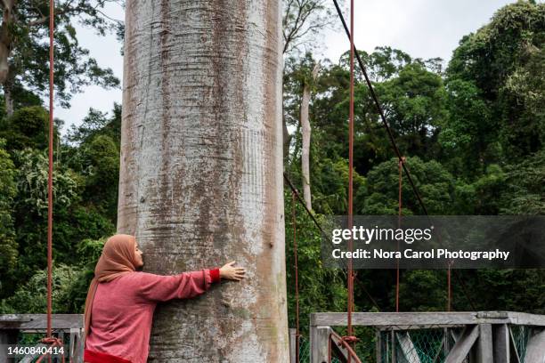 woman hugging big koompassia excelsa tree trunk - dipterocarp tree fotografías e imágenes de stock