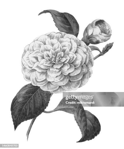 old chromolithograph illustration of botany, camellia, or japanese camellia (camellia japonica) - camellia stock-fotos und bilder