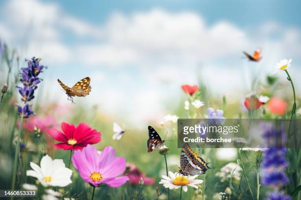 summer meadow con mariposas - florecer fotografías e imágenes de stock