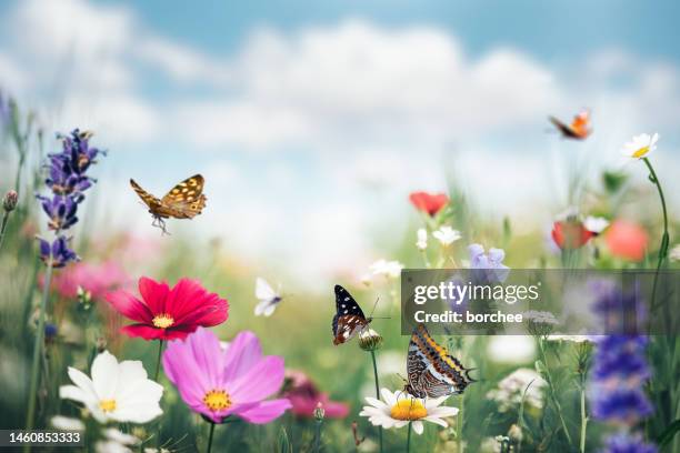 prairie d'été avec des papillons - printemps photos et images de collection