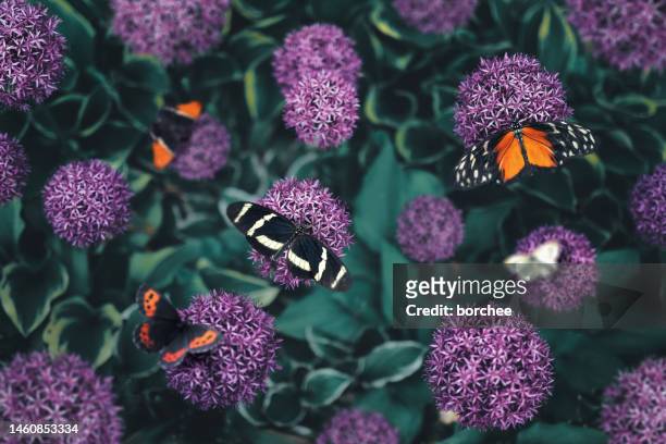 group of butterflies - allium flower stockfoto's en -beelden