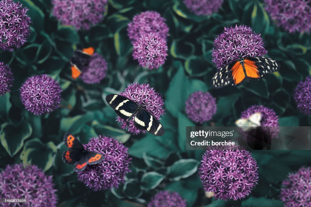 Group Of Butterflies