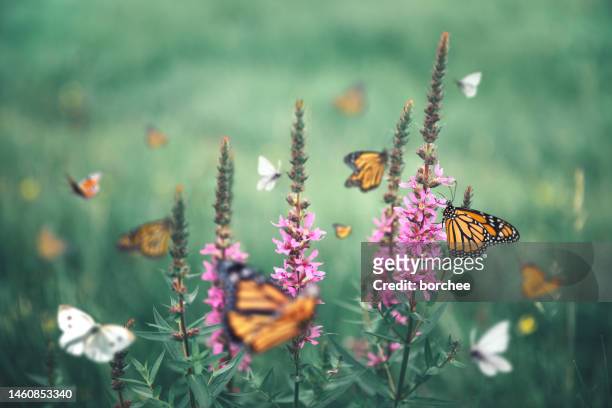 monarch butterflies - butterflies stock pictures, royalty-free photos & images