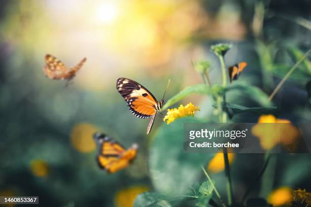 butterflies flying over flowers - lepidoptera stock pictures, royalty-free photos & images