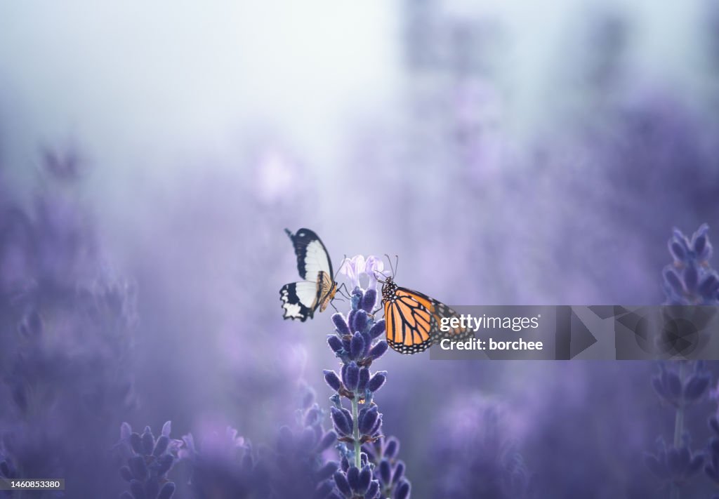 Dos mariposas en lavanda