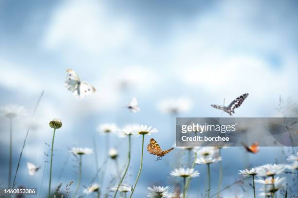 daisy meadow with butterflies - butterfly background stock pictures, royalty-free photos & images