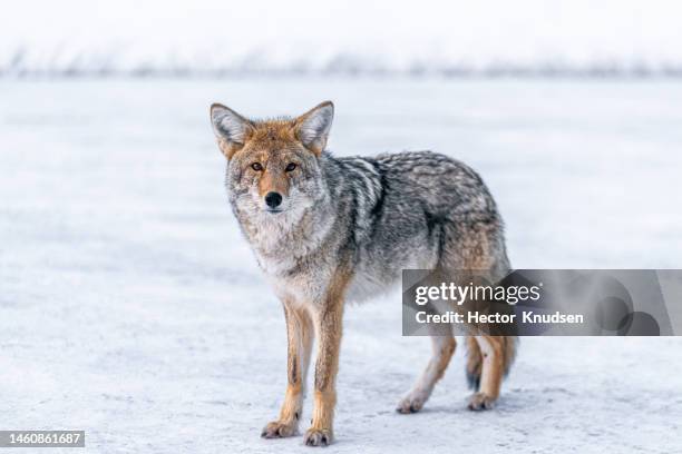 coyote portrait - prairie dog stock pictures, royalty-free photos & images