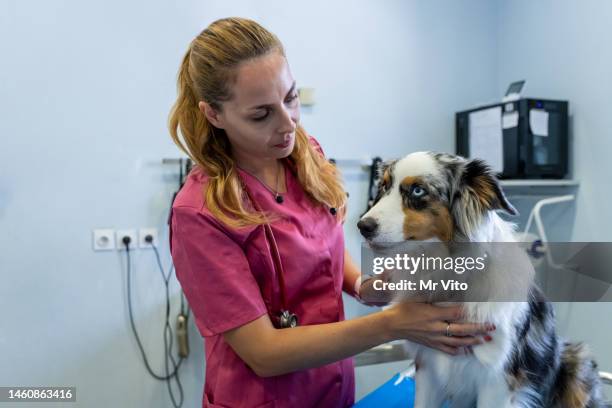perro siendo examinado por un veterinario. - una mujer de mediana edad solamente fotografías e imágenes de stock